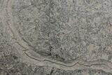 Pyrite Replaced Fossil Crinoid (Seirocrinus) - Holzmaden, Germany #144121-1